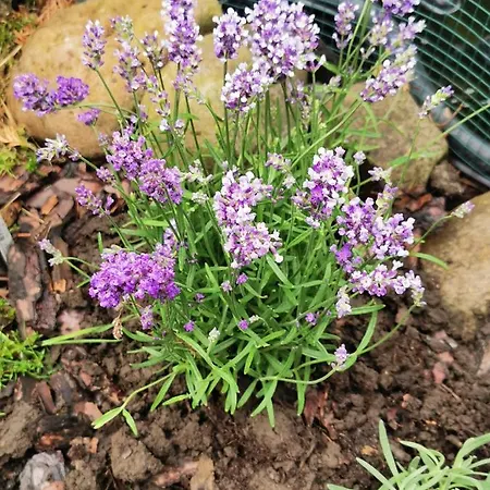 Lawendowy Zakątek Polanica-Zdrój