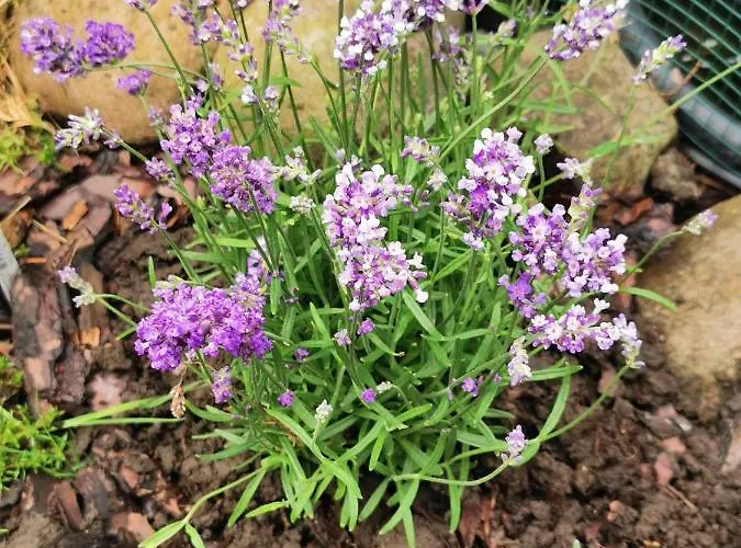 Lawendowy Zakatek Polanica-Zdroj